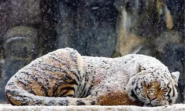 小雪(2).jpg