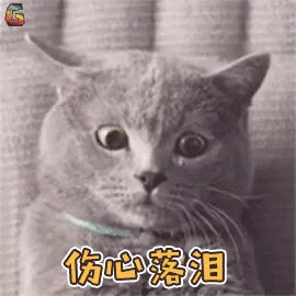 伤心猫.gif