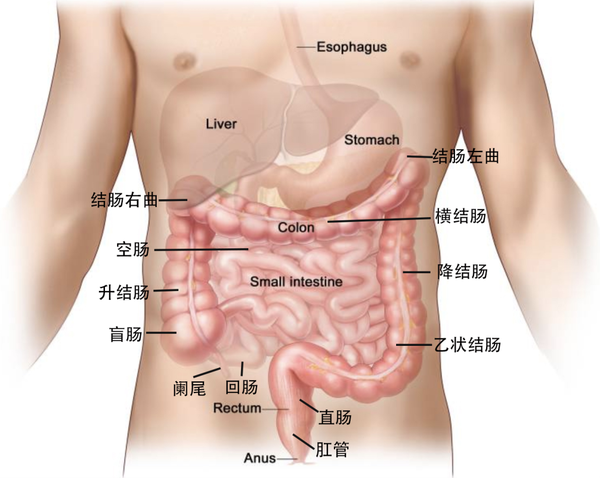 人体肠道图.png